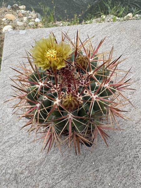 Ferocactus stainesii